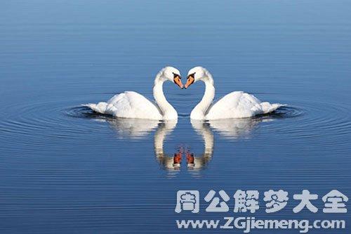 梦见两只天鹅