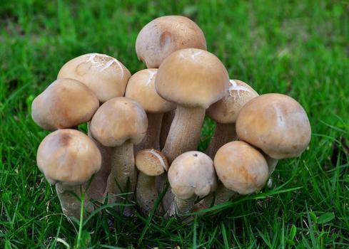 梦见蘑菇好吗,梦见蘑菇代表了什么?