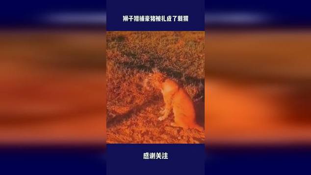 刺猬、豪猪