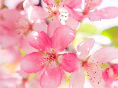 未来两个月好运缠身桃花运不断