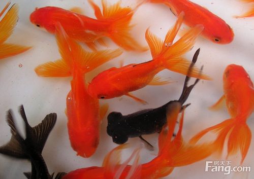 旺桃花的养鱼风水你一定不知道