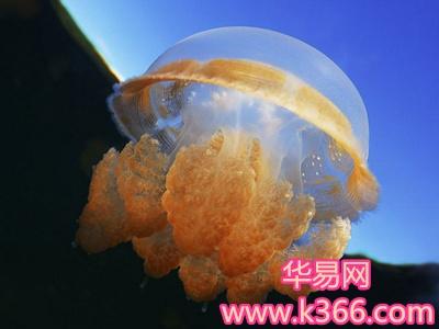 梦见海蜇有什么含义
