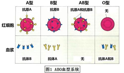 各血型为什么会树敌
