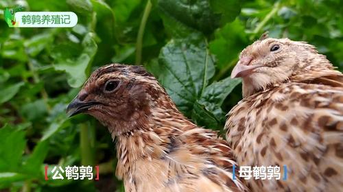 梦到鹤鹑是什么预兆