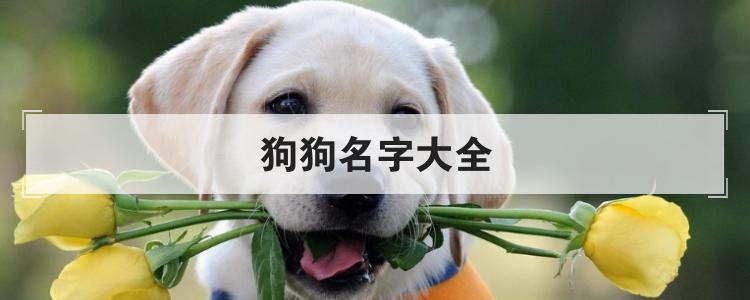 超有料的狗狗宠物名字大全霸气带劲