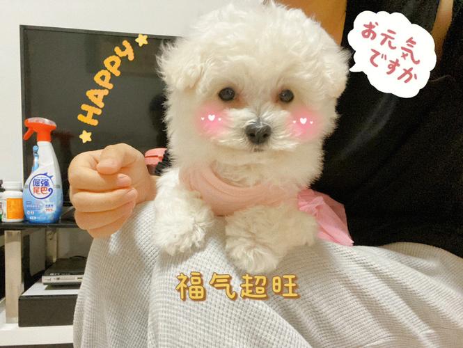 比熊宠物狗狗名字大全福气又祥瑞