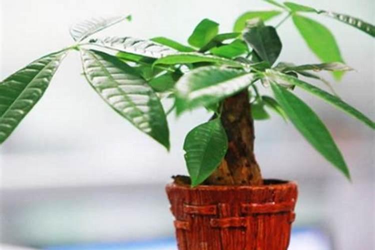 生肖狗如何用植物旺财运