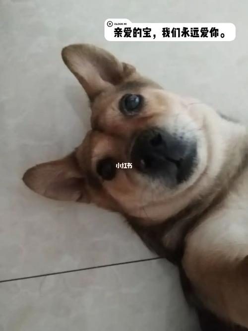 狗狗死后头七会回来吗