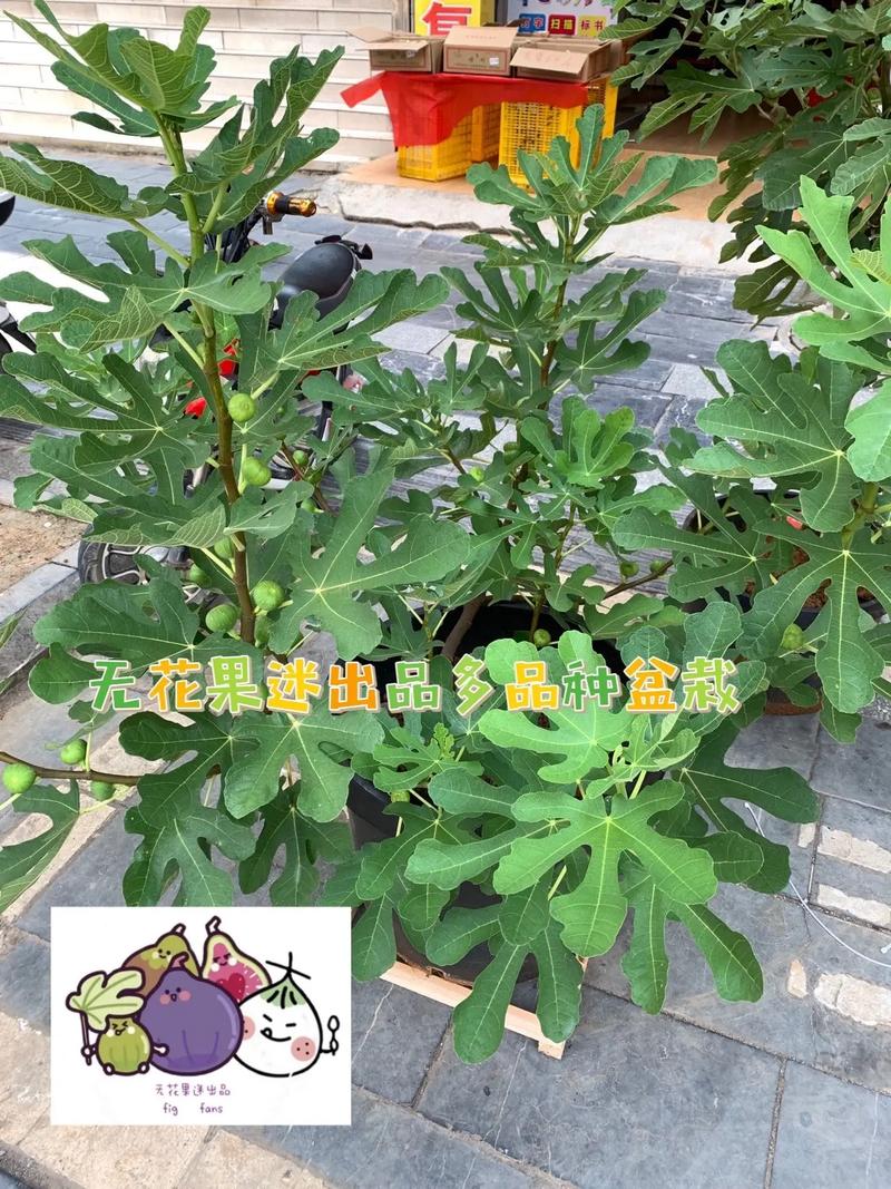梦见无花果树周公解梦，梦见无花果树是什么意思？