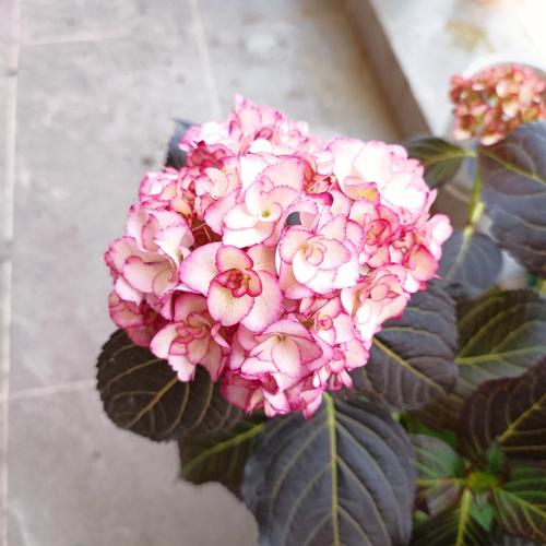 绣球花忌讳放在家吗