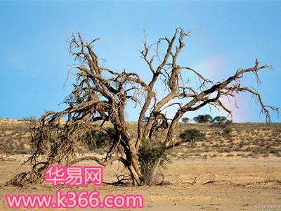 梦见枯树残枝会不会是不好的预兆