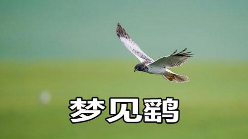 梦见鹞怎么回事