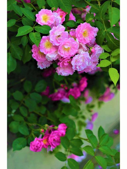 6月12日生日花语:野蔷薇