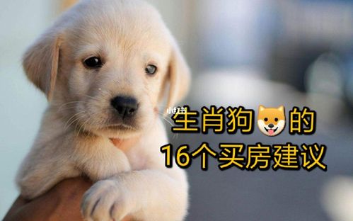 生肖狗要购买什么样的房子呢