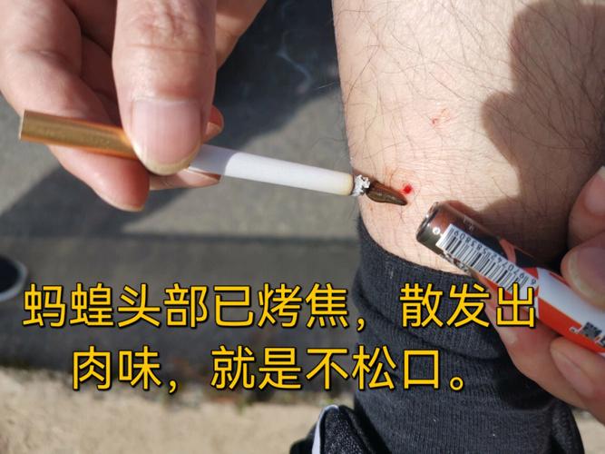 梦见蚂蝗咬脚被拔出来是什么意思