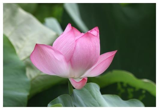 属相生辰看运势,最棒命运花落谁家