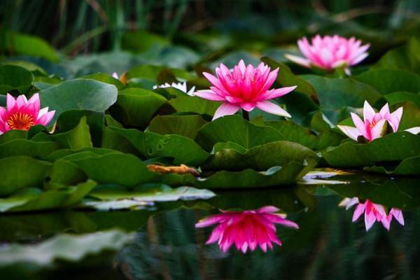 梦见一株莲花 周公解梦之梦到一株莲花