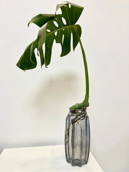 植物花语:龟背竹的花语是什么?