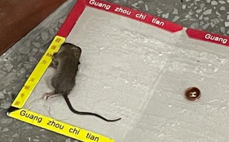 梦见老鼠被粘住了是怎么回事呢?