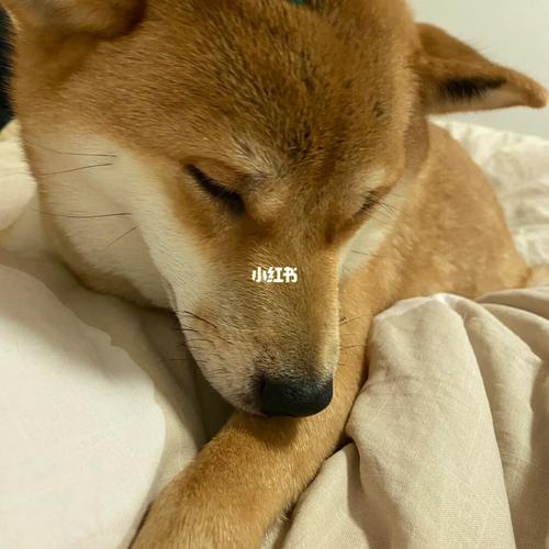 生肖狗对症治疗失眠小妙招