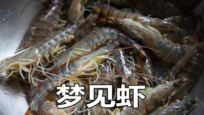梦见鱼变虾