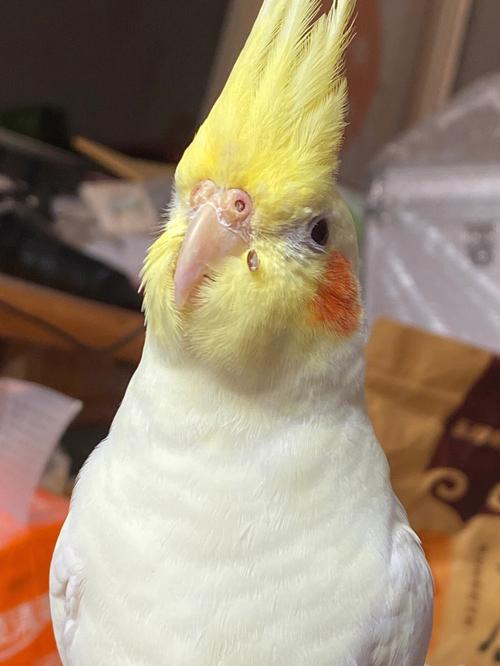 小鸡上长痣代表什么