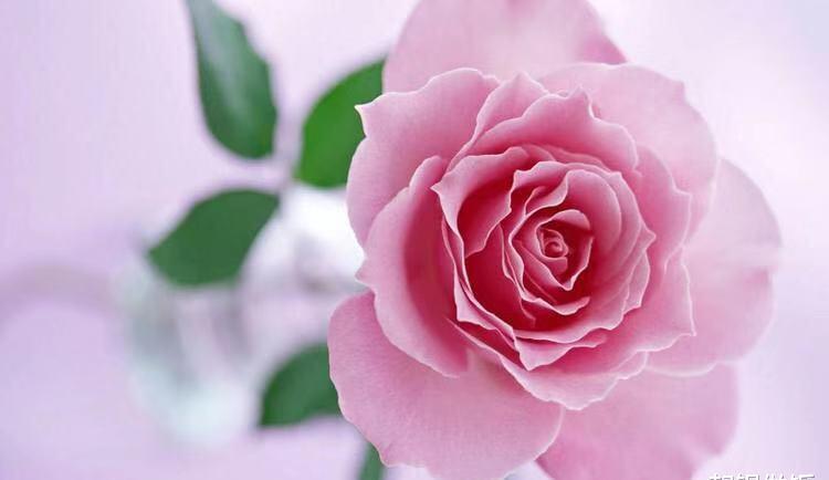 7月能给天秤座带来桃花运的花