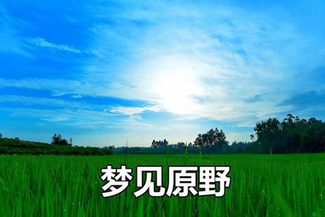梦见荒野