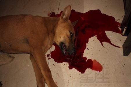 梦见自己把狗烧死
