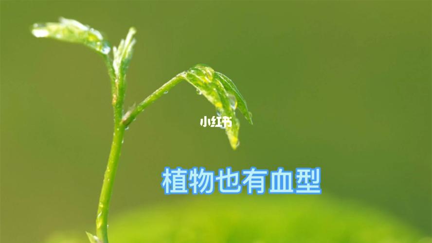 植物是否也有血型之说