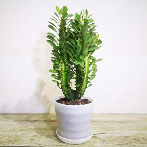 开运避邪的魔力植物