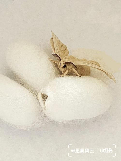 梦见蚕蛾出茧是什么意思