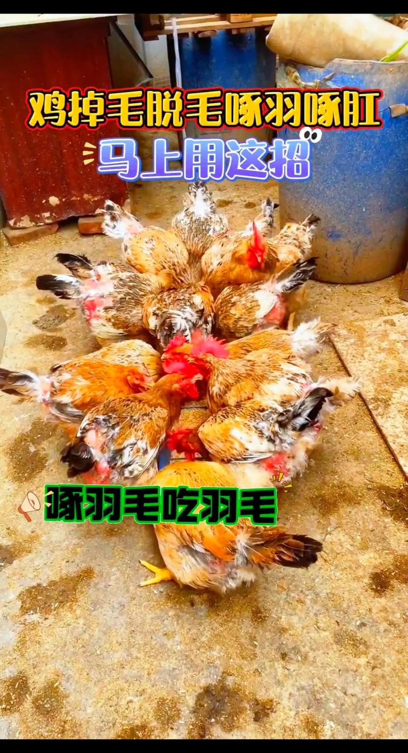 梦见两只鸡打架是什么意思