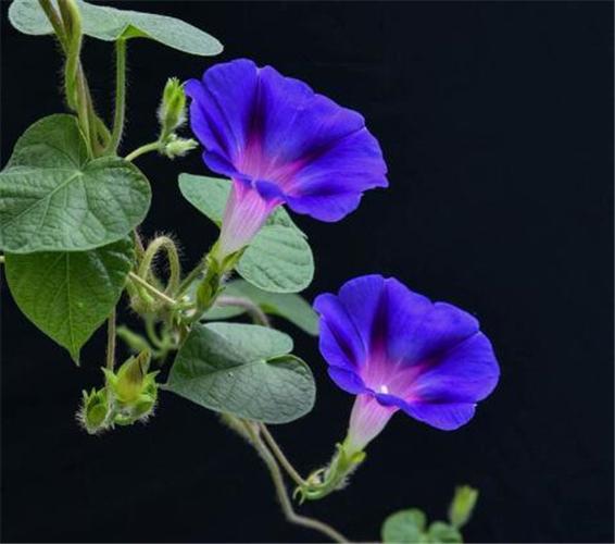 植物文化:牵牛花为8月6日的生日花