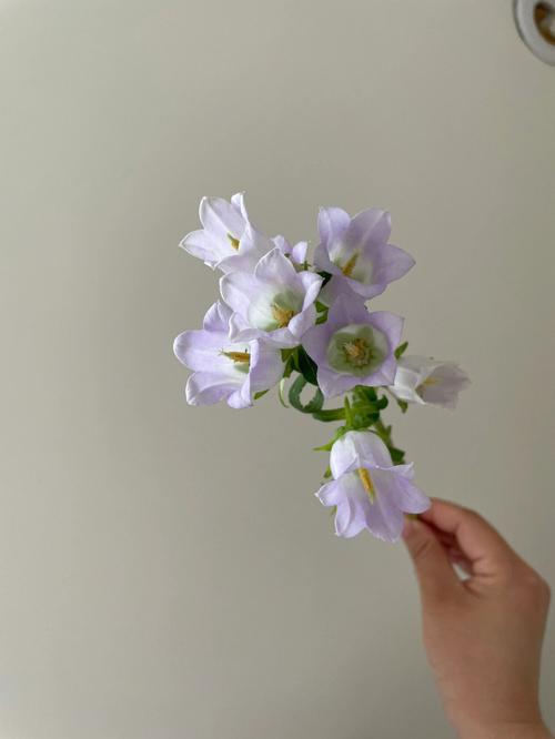 紫风铃花语:悲伤的爱