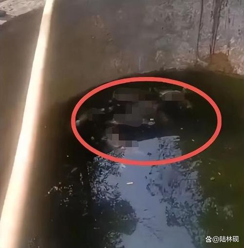 梦见尸水