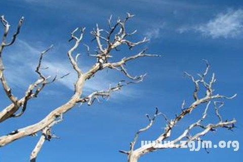 梦见点燃树枝 周公解梦之梦到点燃树枝