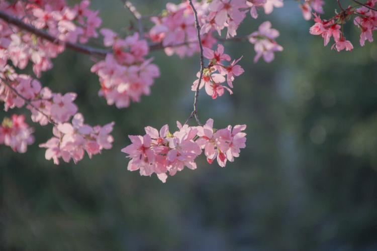 梦见樱花有哪些征兆