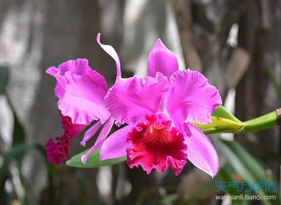 梦见兰花草是什么意思