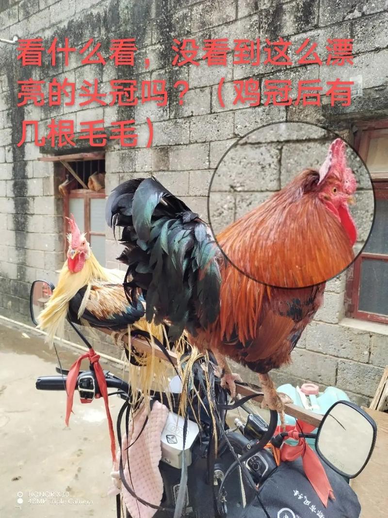 生肖鸡会巧遇良缘的地方