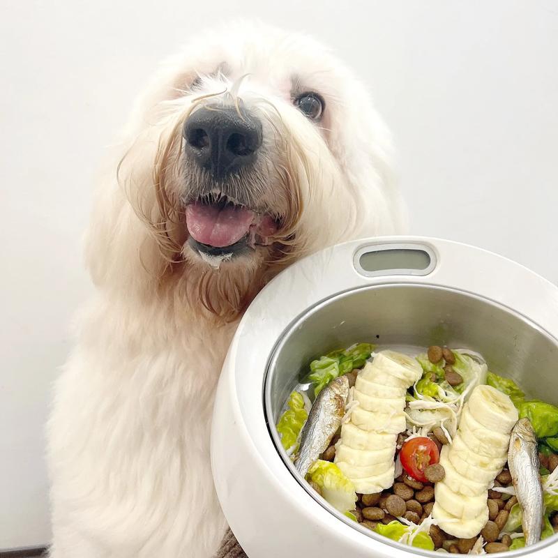 梦见给狗做饭 梦见给狗做饭吃