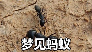 做梦梦到蚂蚁是什么意思