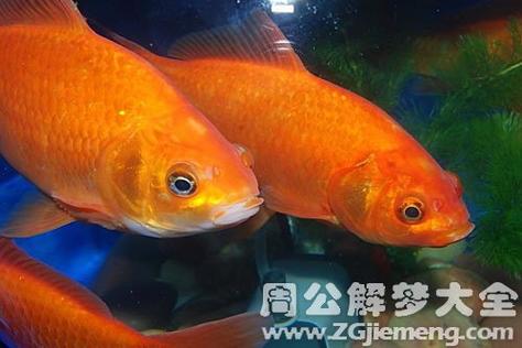 梦见几条大鲤鱼