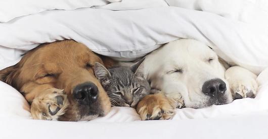 梦见猫狗生仔 梦见家里猫狗生仔