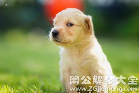 梦见狗跟着自己走是什么意思