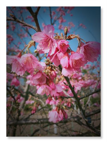 日本的国花是什么花?樱花