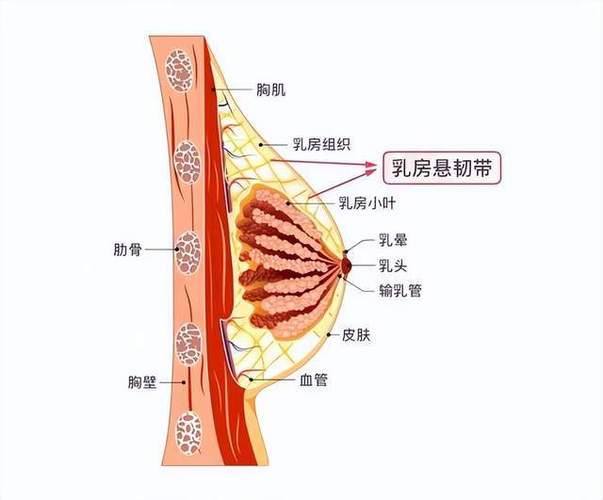 梦见女人乳房的含义是什么?