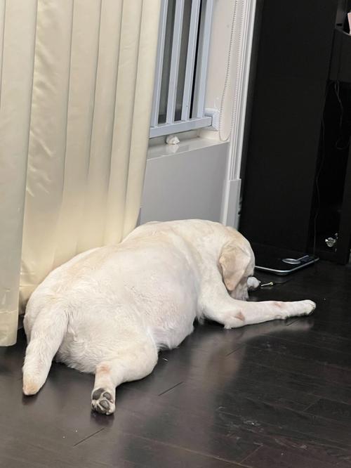 梦见给狗接生