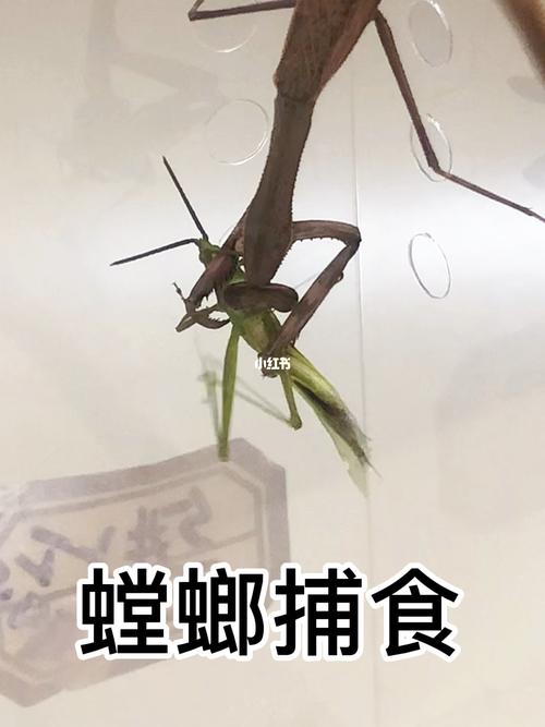 梦见吃螳螂