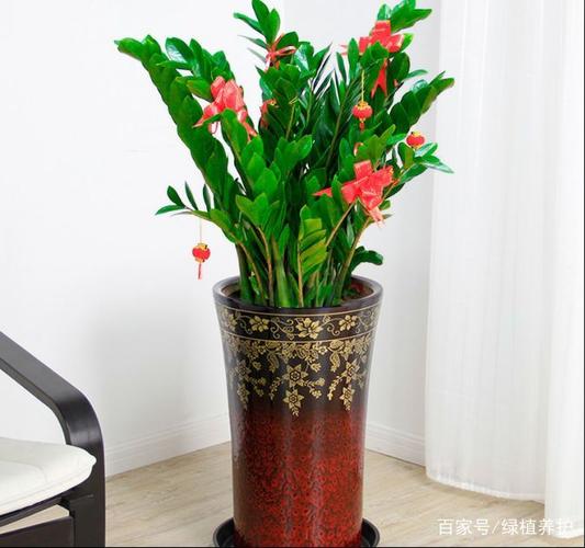 哪些植物可以作为阳台的风水植物